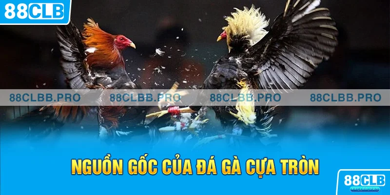 Nguồn gốc của hình thức chơi đá gà cựa tròn là gì