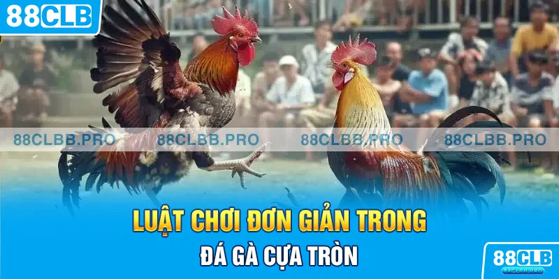 Luật chơi đơn giản trong đá gà cựa tròn