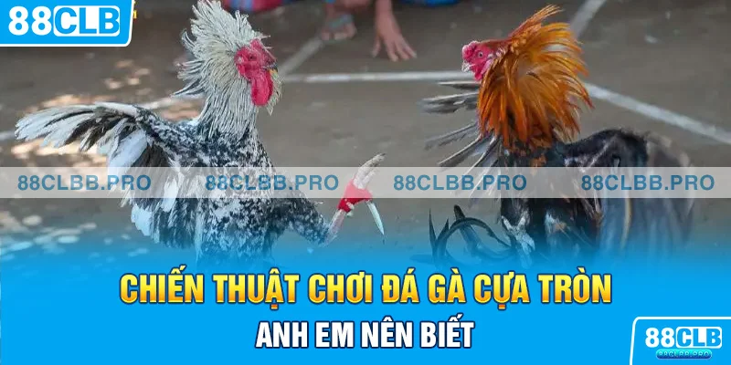 Chiến thuật chơi đá gà cựa tròn anh em nên biết