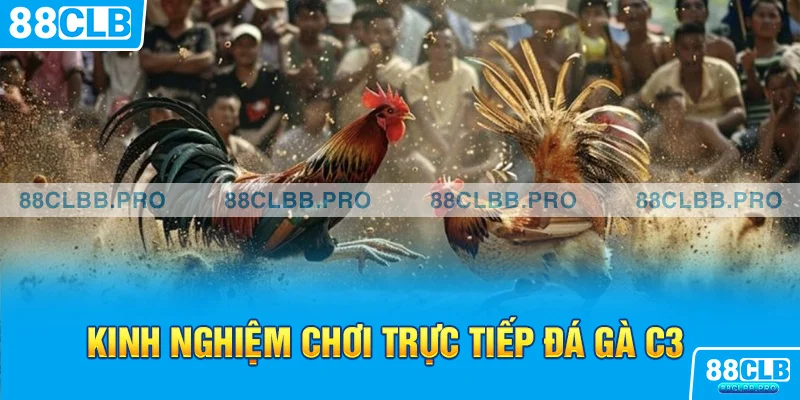 Kinh nghiệm chơi trực tiếp đá gà C3