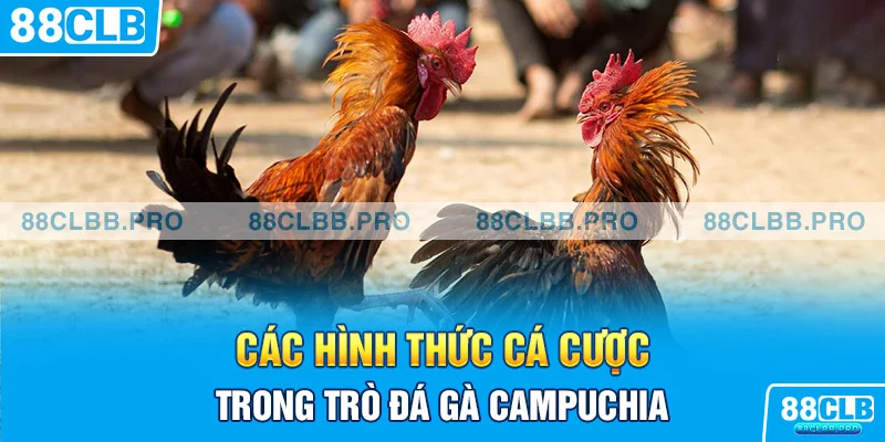 Các hình thức cá cược trong trò đá gà Campuchia