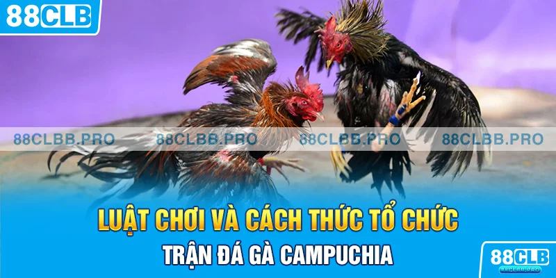 Luật chơi và cách thức tổ chức trận đá gà Campuchia